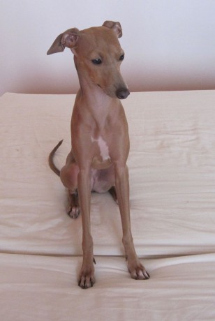 06-Phoebe 