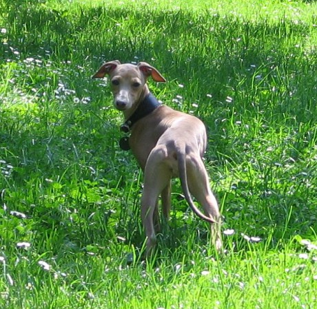 03-Phoebe v trávě