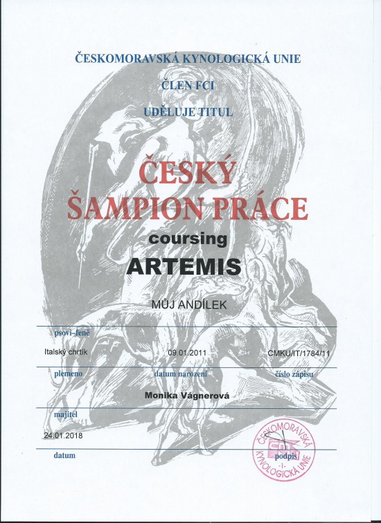 cesky-coursingovy-sampion-prace--artemis.jpg