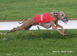 Ceysse Bugsy