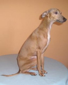 ceysse-sedici.jpg